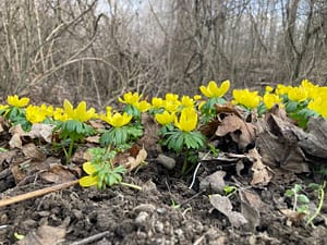 Jahresfest 20.3.: Frühlings- Tages- und Nachtgleiche 2026